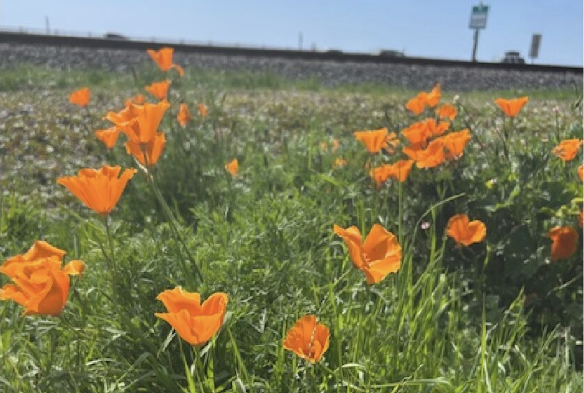 LC Beautification Projects